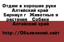 Отдам в хорошие руки - Алтайский край, Барнаул г. Животные и растения » Собаки   . Алтайский край